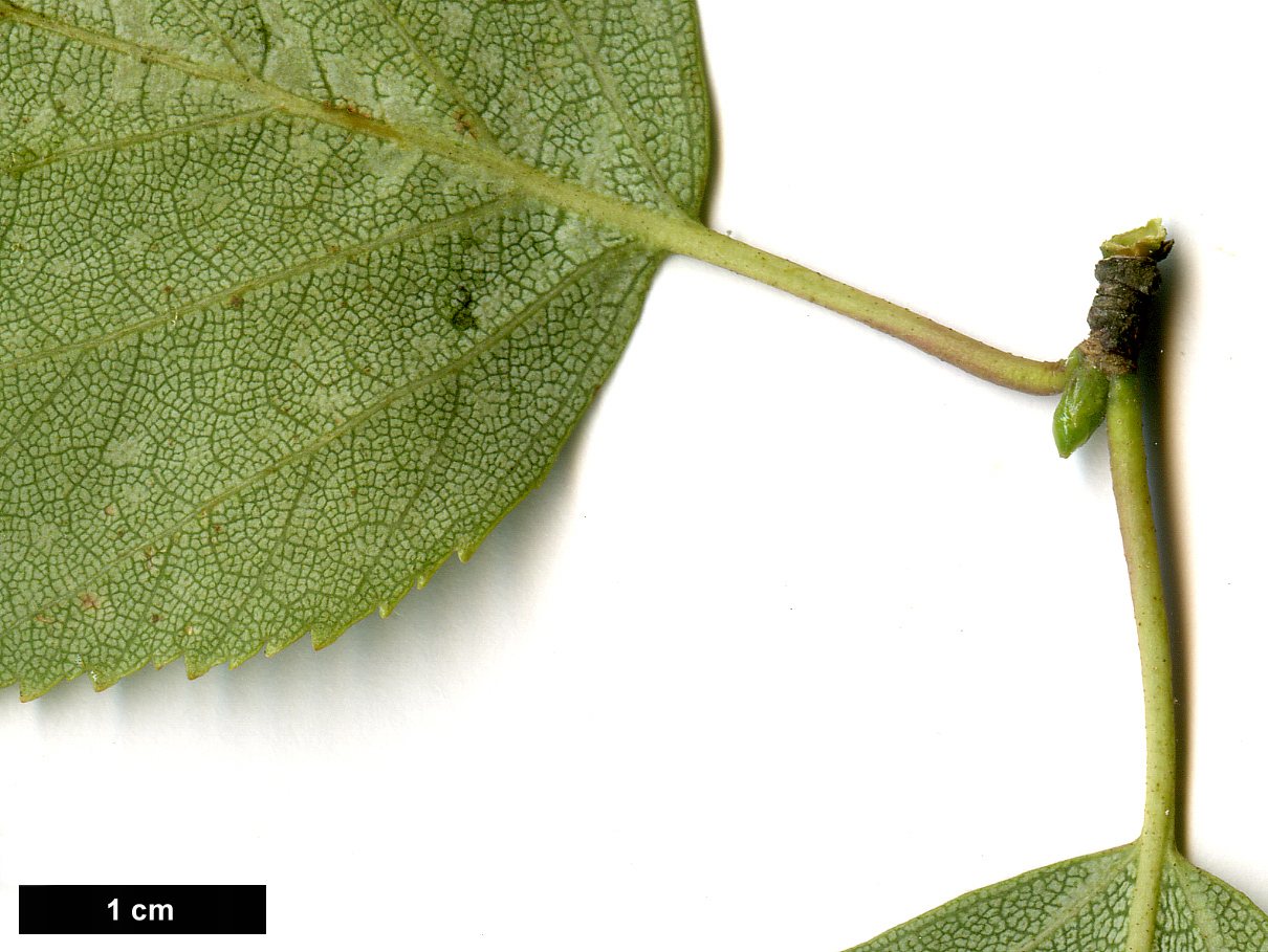 High resolution image: Family: Betulaceae - Genus: Betula - Taxon: pendula - SpeciesSub: subsp. szechuanica